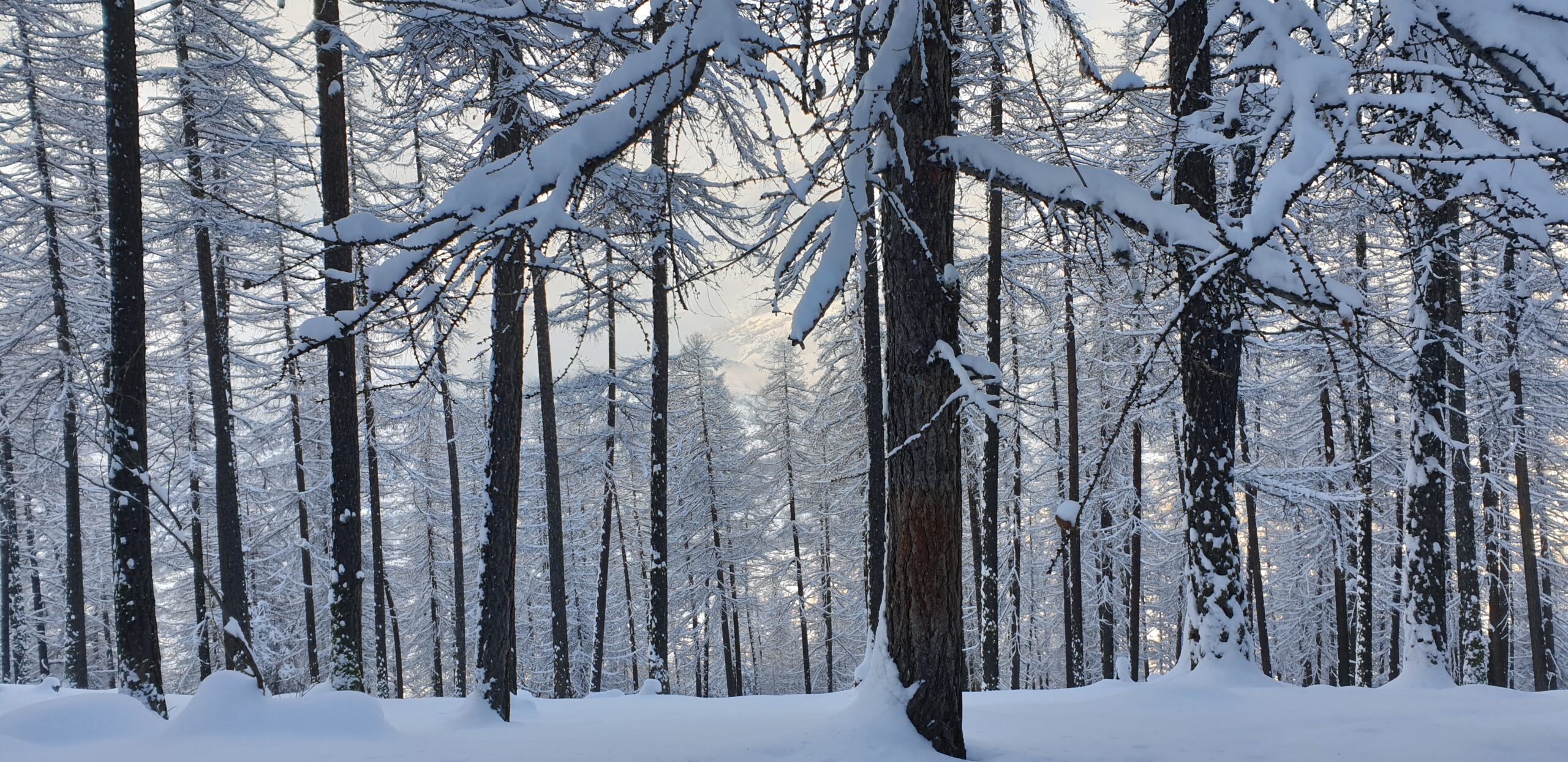 Dans la nuit de l'hiver